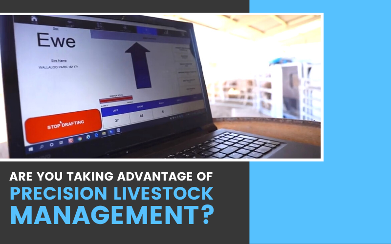 Take Advantage Of Precision Livestock Management Or You Will Be Left Behind