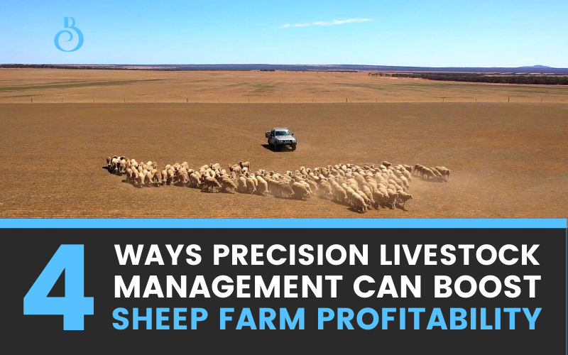 Four Ways Precision Livestock Management Can Boost Sheep Farm Profitability
