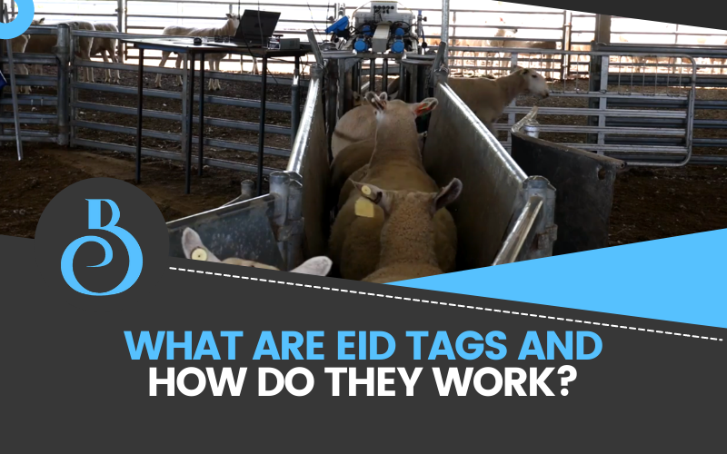 What Are EID Tags And How Do They Work? - BreedELITE