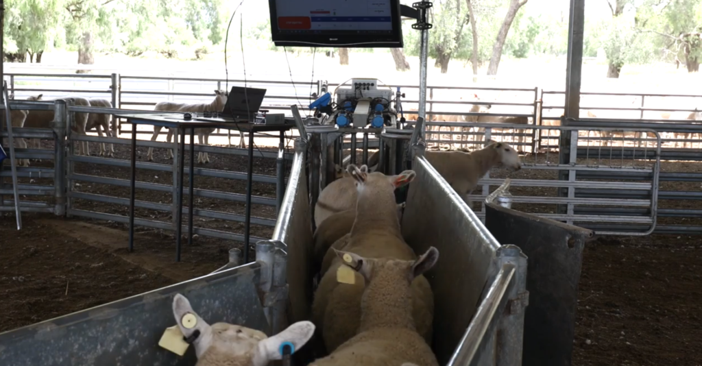 Sheep Going Through Auto Drafter